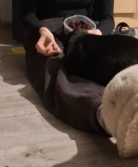 Króliczek szuka domu