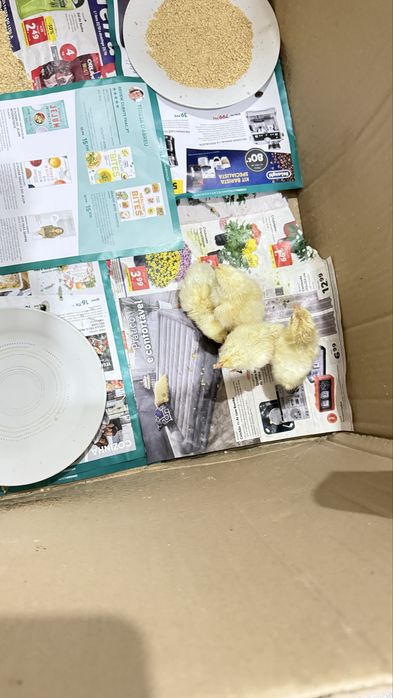 Vendo ovos galados Legorhn