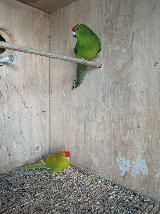 Kakarikis/Red Rumped/Agapone á venda