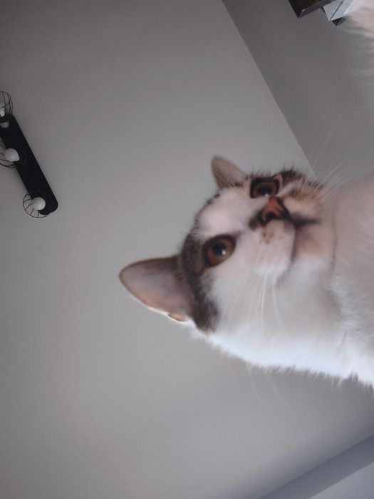 Hello, hallo, hi, szia, ciao