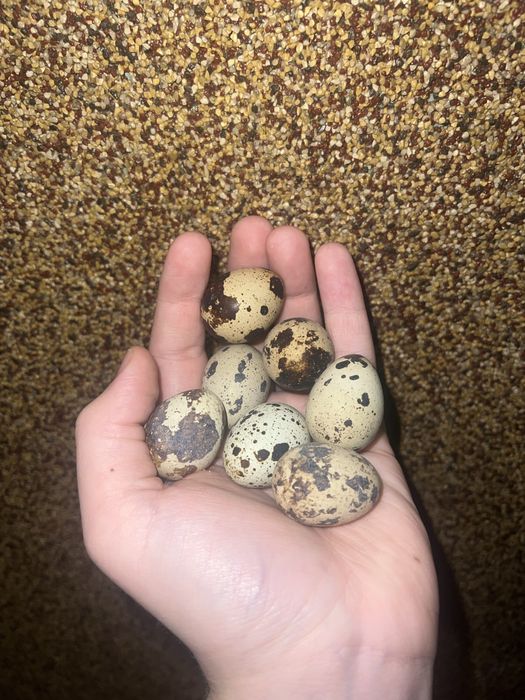 Sprzedam jajka przepiórcze EKO