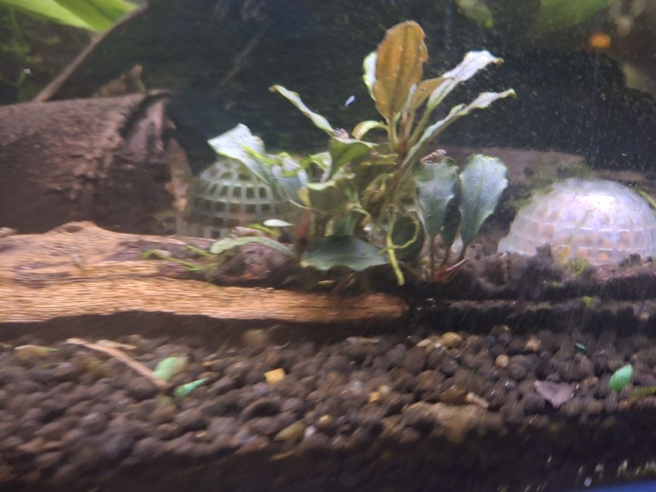 Bucephalandras variadas