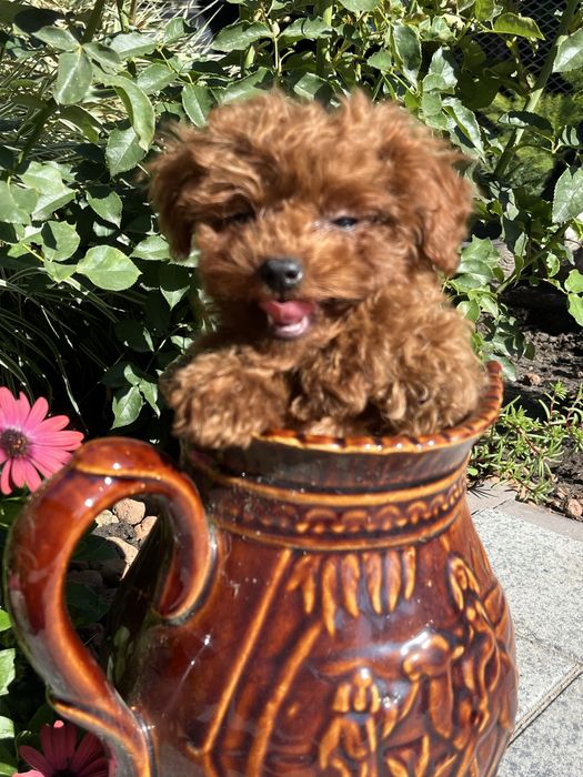 Супер міні дівчинка той пудель