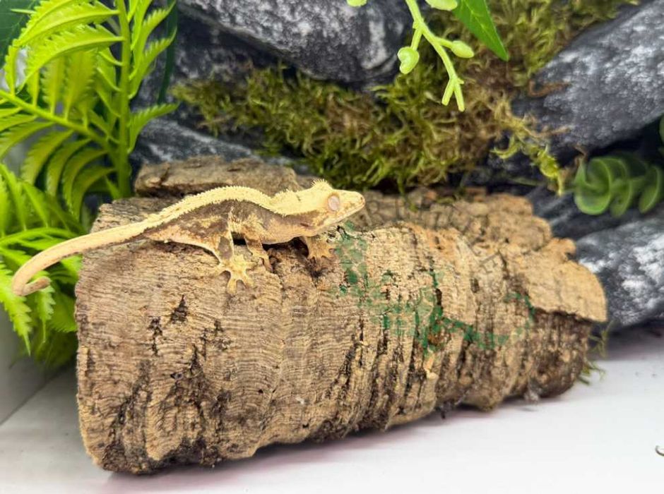 Gekon orzęsiony Gekony orzęsione Konin