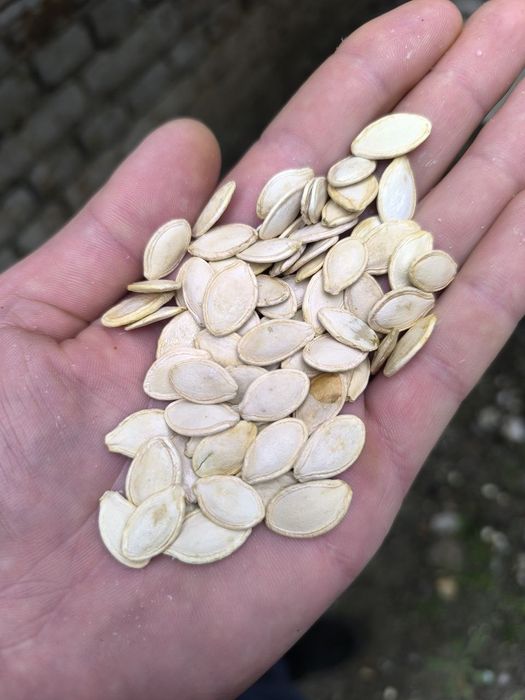 Насіння гарбуза.  "Український багатоплідний, ціна 100 грн за 1 кг.