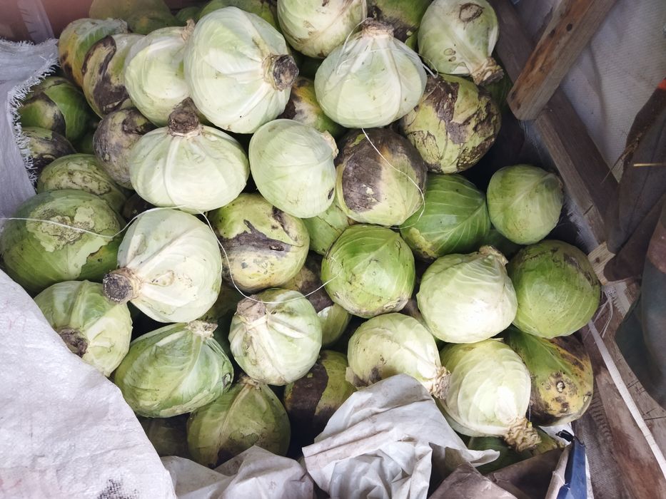 Продам пізню капусту