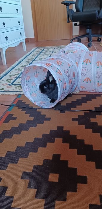 Coelhinho anão castrado + gaiola e acessórios