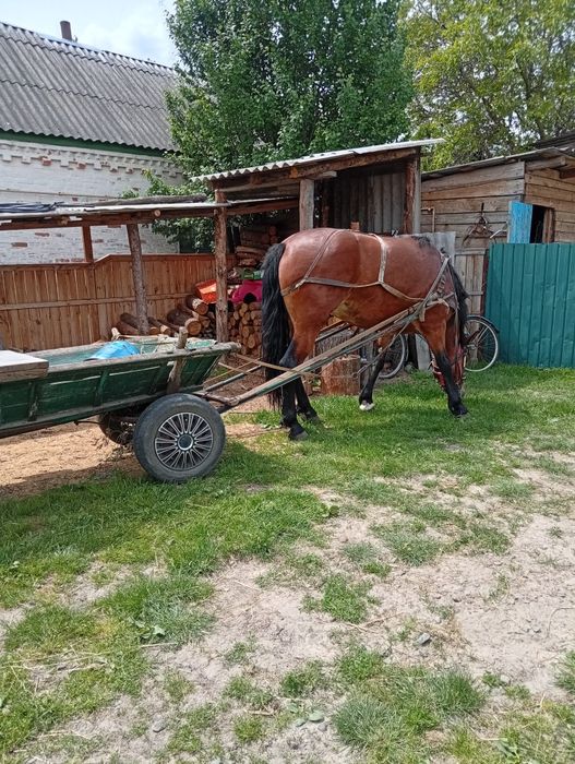 Продам кобилу чотири роки