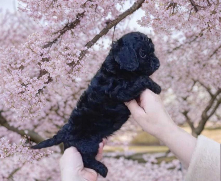 Той пудель. Мальчики и девочки.