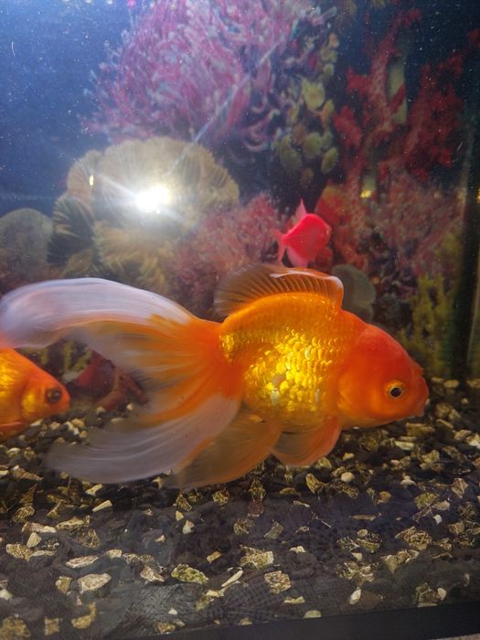 Продам Золотую рыбку.