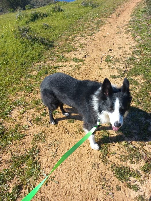 Estadia familiar para cães / Quinta do Conde