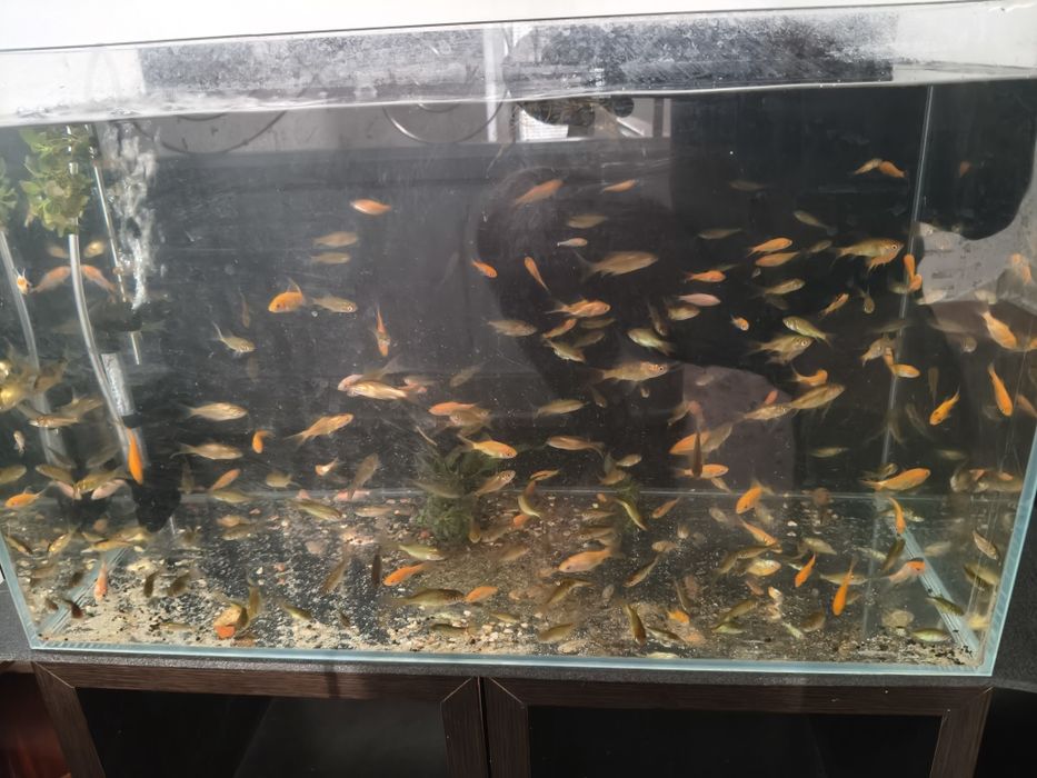Vende se peixes água fria