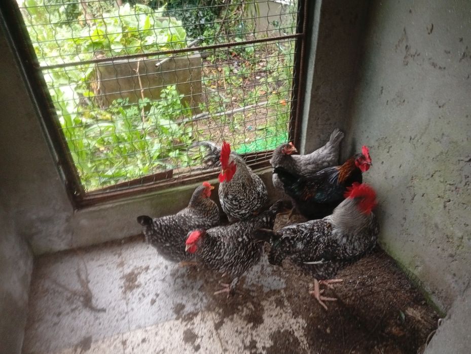 Gansos patos reais Galos e  galinhas poideiras