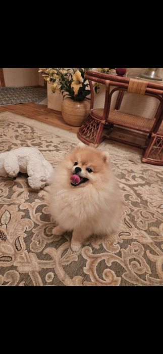 Померанский шпіц