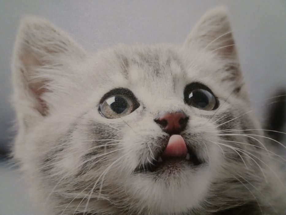 Obraz grafika na płótnie Kotek