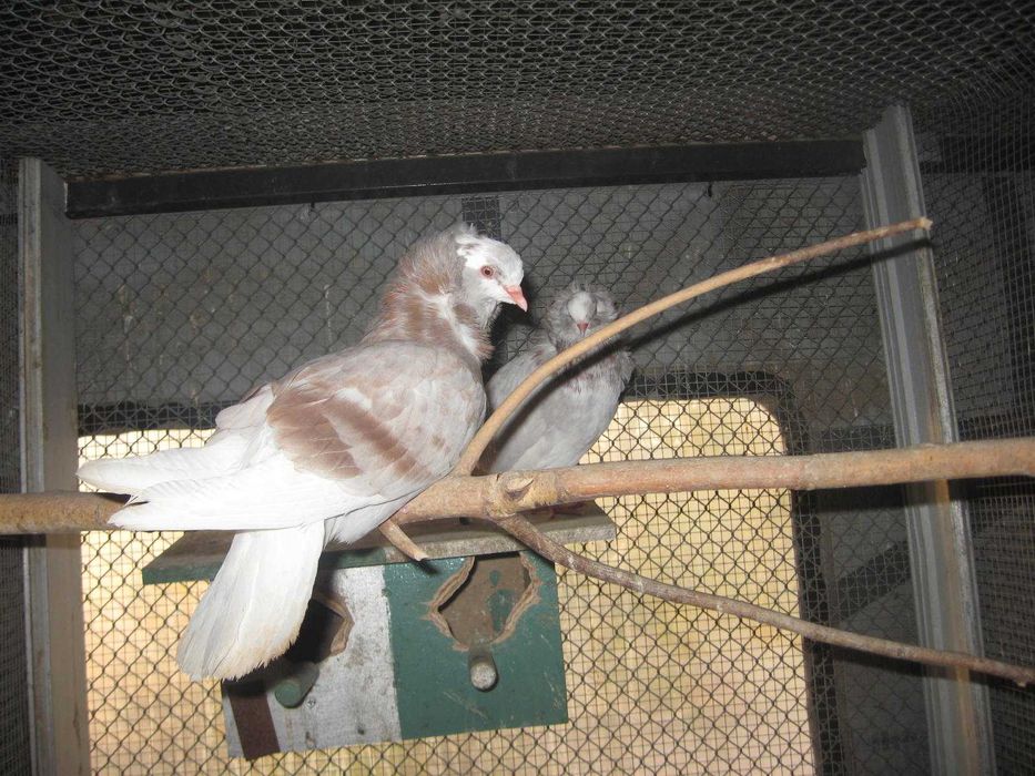 Gołąb ozdobny kapucyn