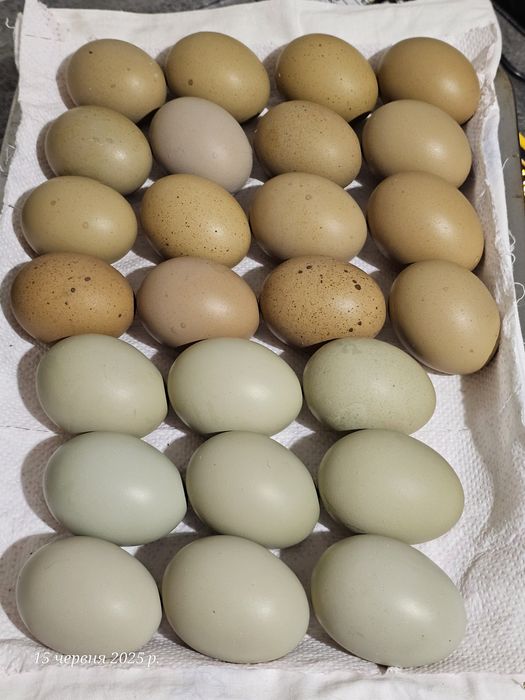 Циплята мікс з кольорового яйця