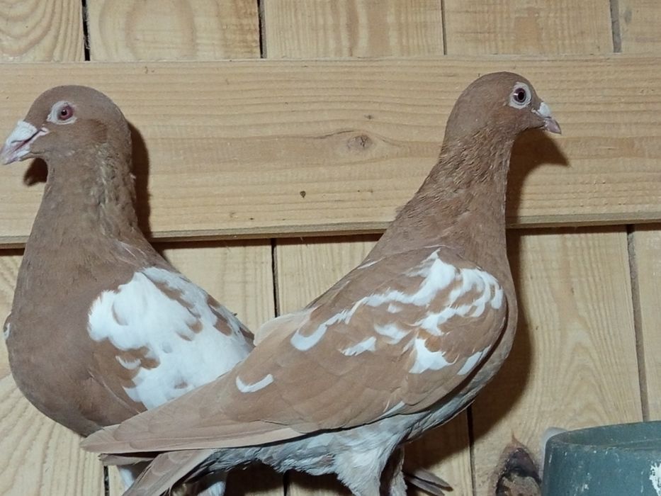 Mulemansy żółte para