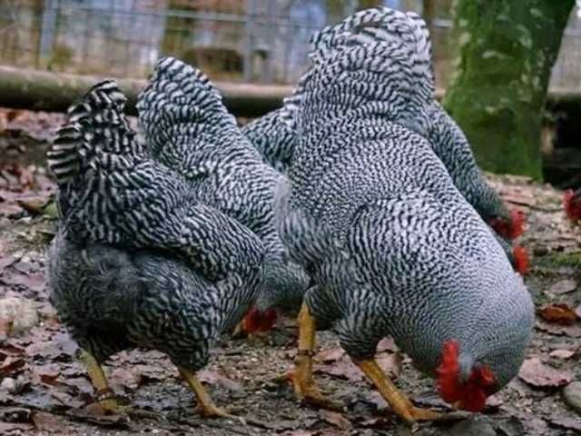 Яйце на інкубацію, курчата, Амрокс.