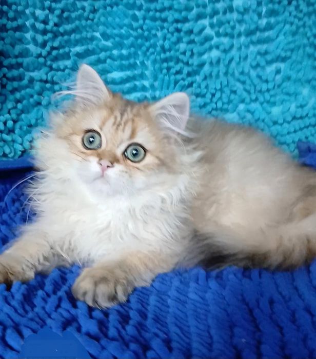 Золотая шиншилла мальчик британский