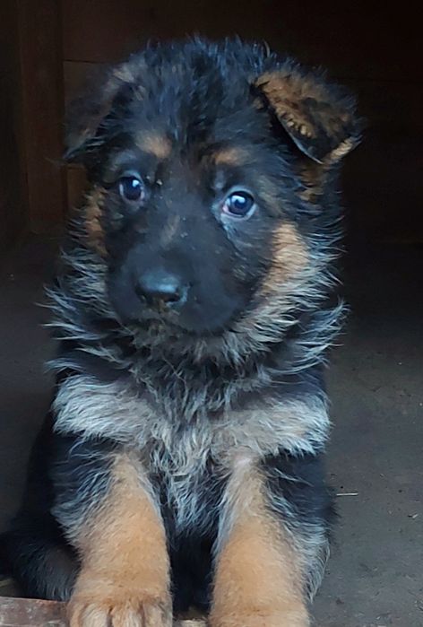 Owczarek niemiecki krótkowłosy I długowłosy.