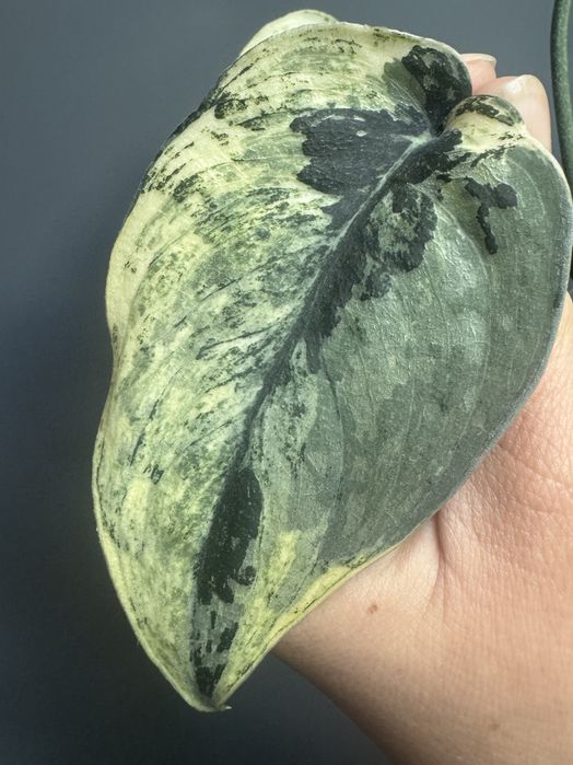 Scindapsus Mayari - pędówka