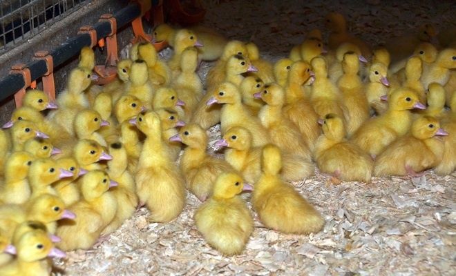 Муларди продаєм качки