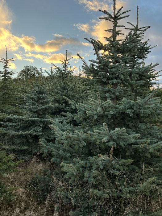 ŚWIERK SREBRNY – Piękne choinki na Święta Bożego Narodzenia!