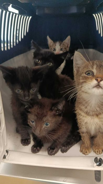 Gatos para adoção