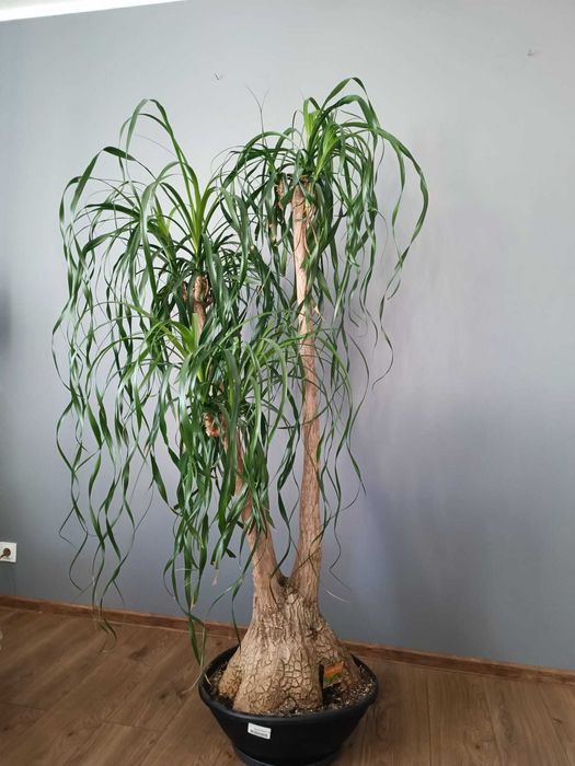 Kwiat doniczkowy Nolina Stopa Słonia Beaucarnea Recurvata trzy odnogi