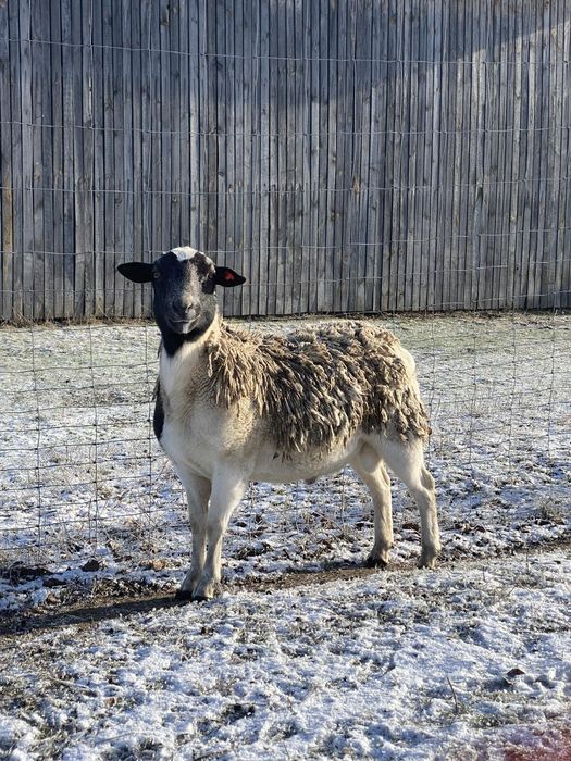Продам молодого баранчика породи Дорпер 75%