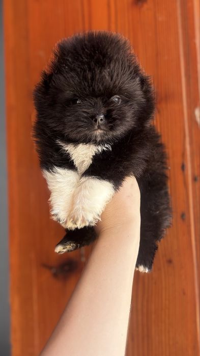 єкслюзивна дівчинка тип ведмедик