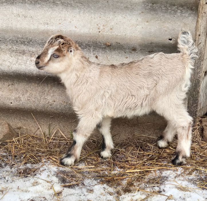 Племінний цап Ламанч, покриття кіз,погулять козу