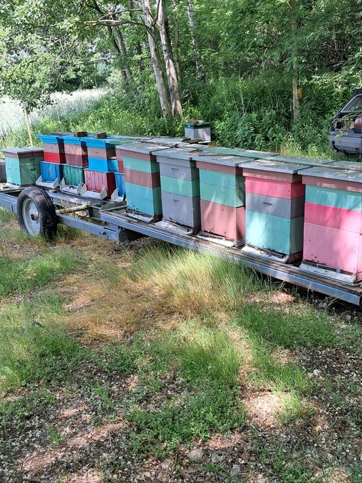 Pasieka na sprzedaż 3-4 rodziny