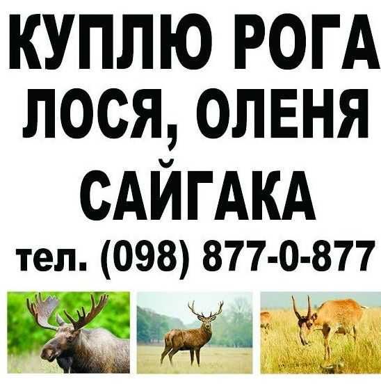 ремонт ноутбуків телефонів планшетів. Купуемо предмети антикваріату