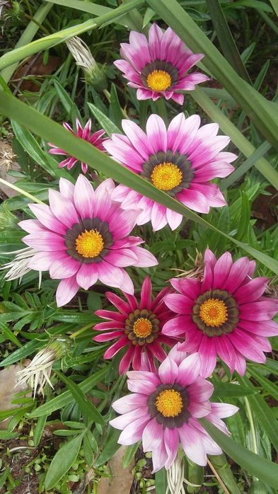 Ромашки африканські. Насіння