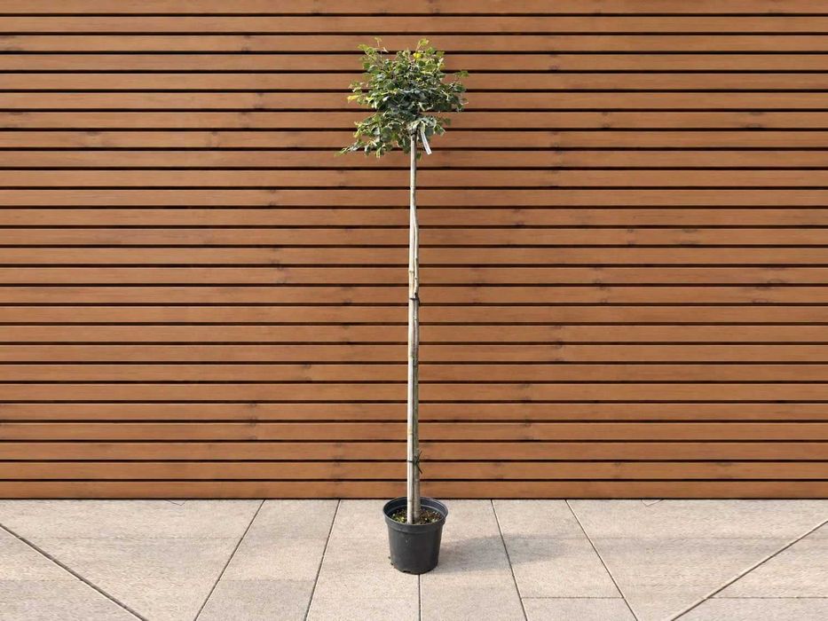 Lipa drobnolistna 'Green Globe', szczep. 170 cm, lipa kulista