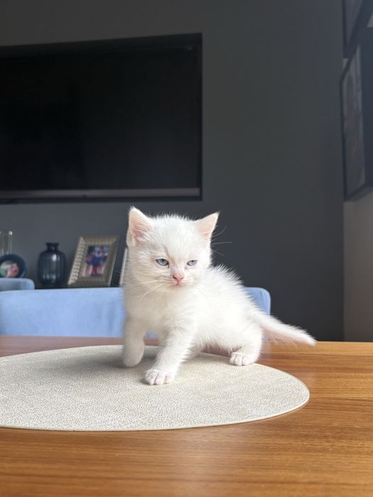 Кошенята британці