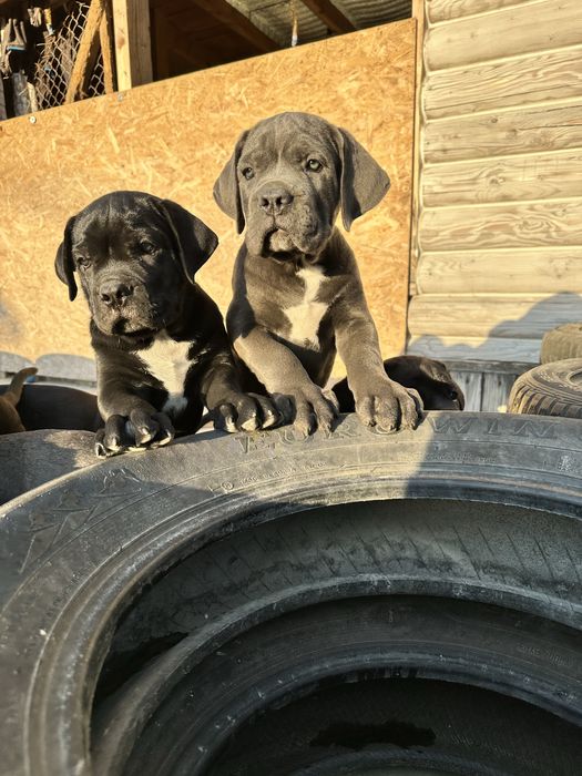 Чёрный Кане-Корсо мальчик Bobi 2мес