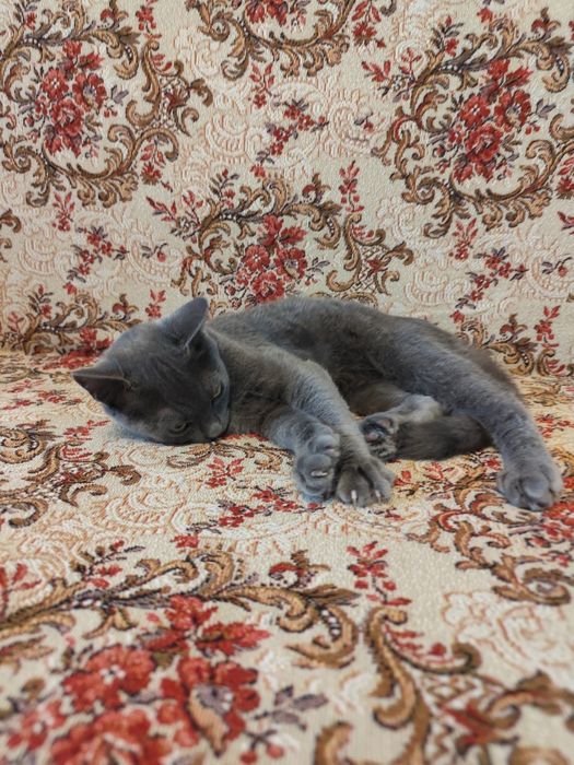 Кошеня хлопчик 5 місяців