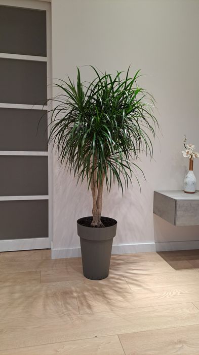 Драцена Маргината 160 см.