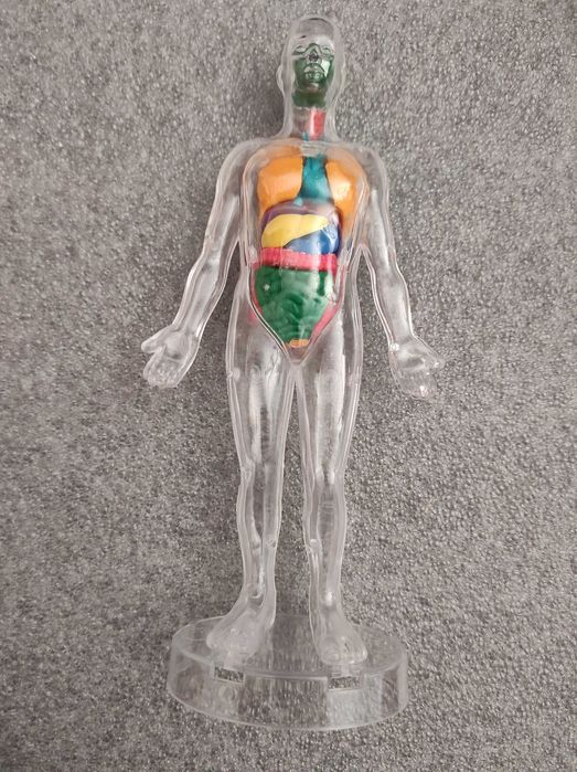 Jogo Educativo - Biologia Humana