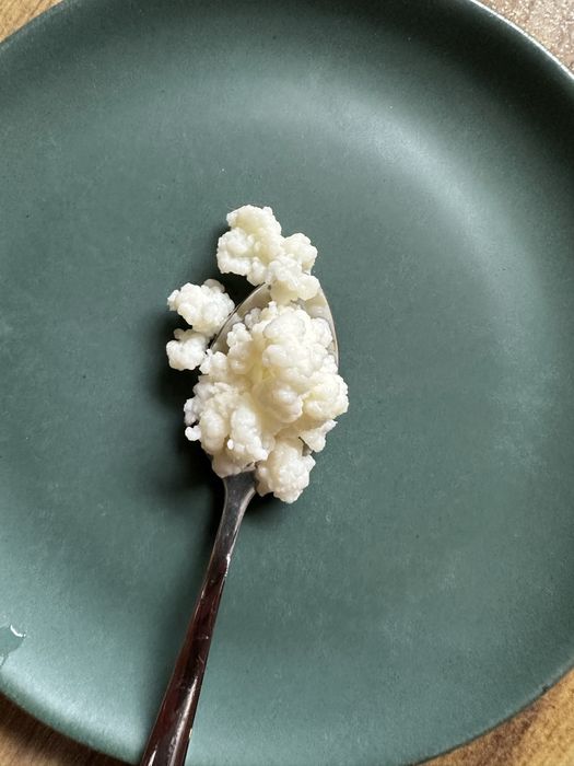 Grzybek tybetański ziarno kefirowe