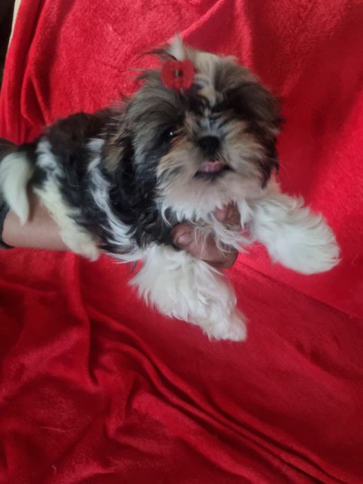 Shih-tzu śliczna sunia