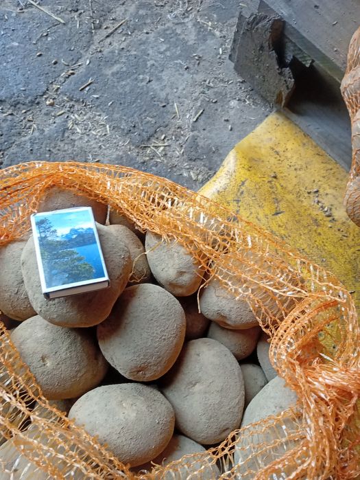 Ziemniaki jadalne Vineta