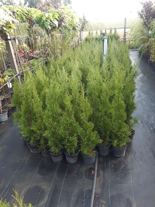 Tuja szmaragd  thuja szmaragd wys ok ok 1m