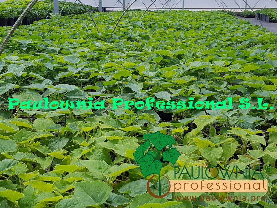 Paulownia Turbo Pro®, Híbrido estéril  produção de madeira caldiad