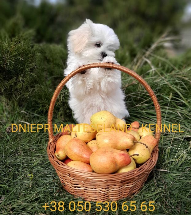 Мальтезе. Чудовий хлопчик АМУР. Корейські крові.