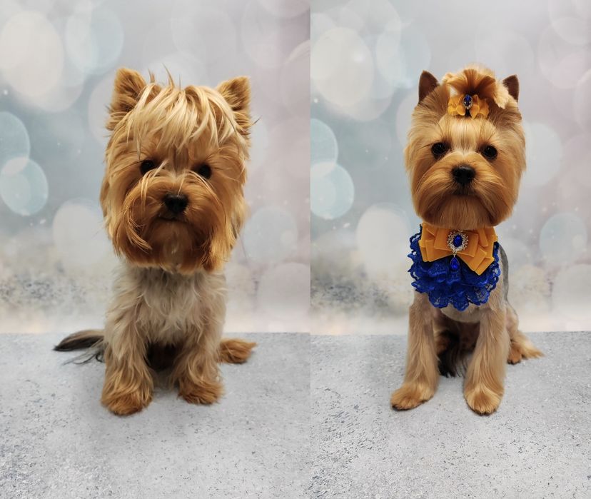 Работаю и без света!!! Стрижки котов и собак, чистка зубов ультразвуко