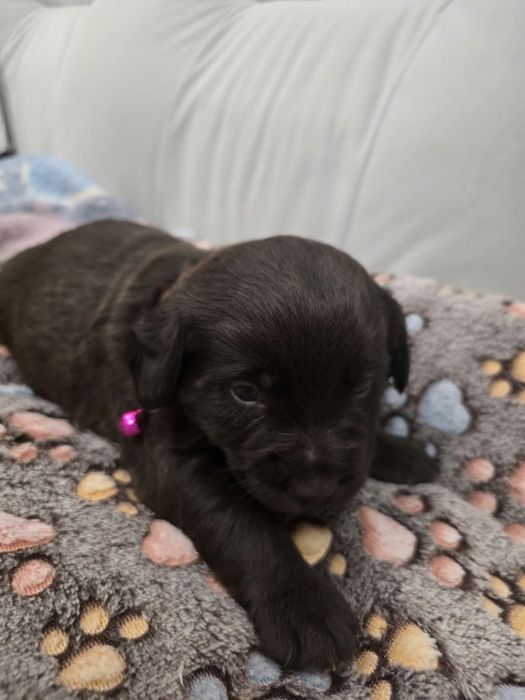 Pieski do adopcji-ZAREZERWOWANE